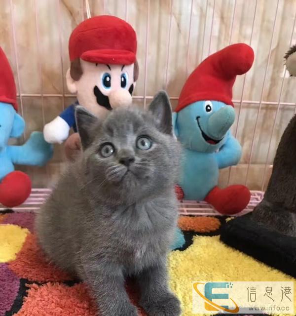 自己家蓝猫生的,包健康无病,欢迎上门看猫