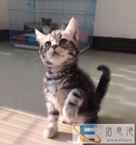 名贵虎斑猫,耐力强,性格温顺,智商高