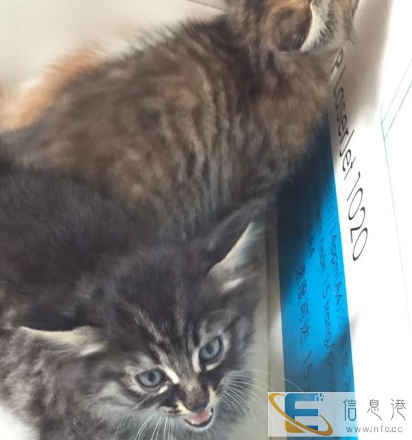 赠送超萌超可爱小猫