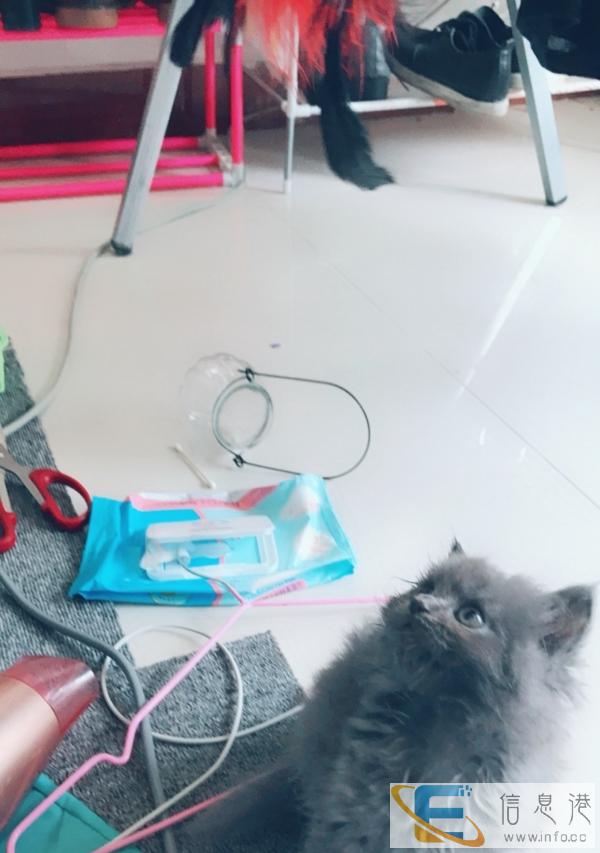 家养长毛蓝猫找新家