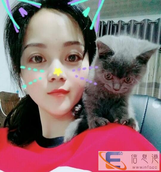 纯种蓝猫4个月打过疫苗猫别墅猫所有用品都齐全