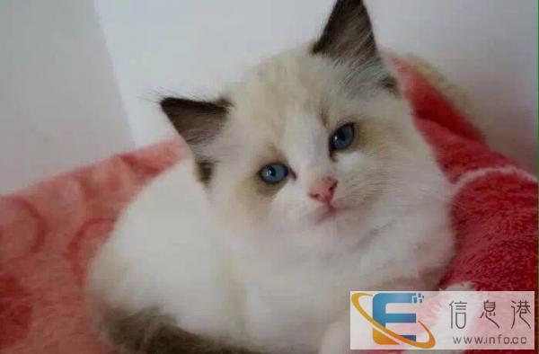 出售纯种蓝眼睛 布偶猫弟弟 健康品相好 超温柔