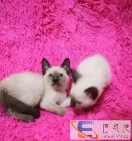 蓝眼睛蓝重点色暹罗猫蓝眼挖煤工暹罗超粘人