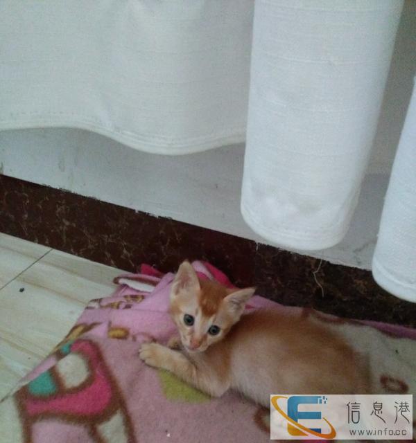 刚出生一个多月的家养猫求领养
