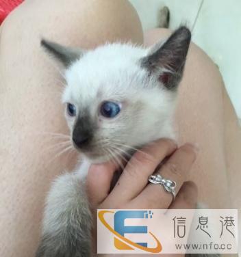 出售暹罗猫宝宝