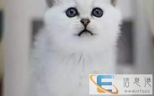 出售英短 美短金吉拉折耳疫苗已做包纯种包健康售后