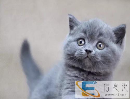 美国短毛猫/虎斑猫/纹路清晰/美短/有绿眼有