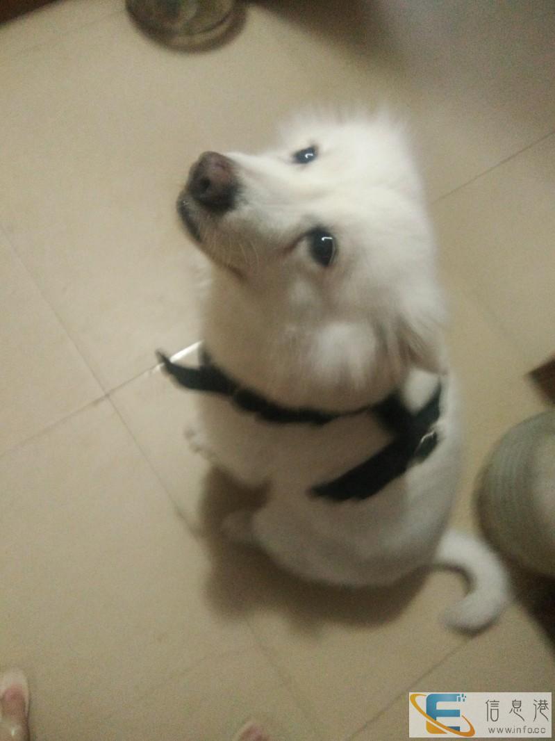 找一只公的萨摩给我家狗子配种