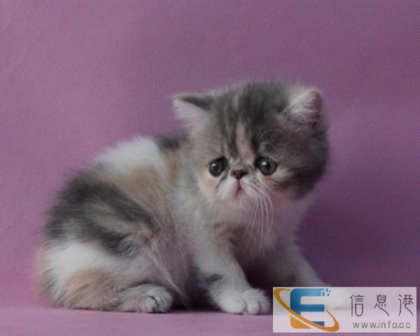 出售高贵优雅善解人意加菲幼猫