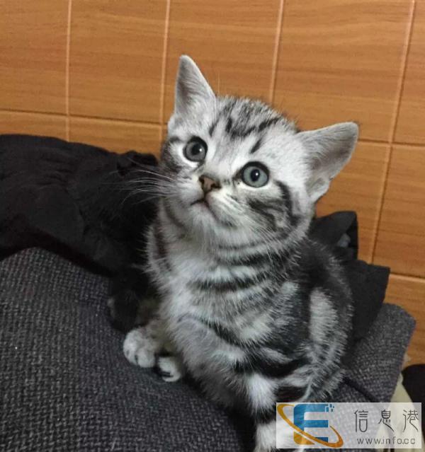 自家繁殖 呆萌美短喵 虎斑猫/起司加白喵星人找 新家