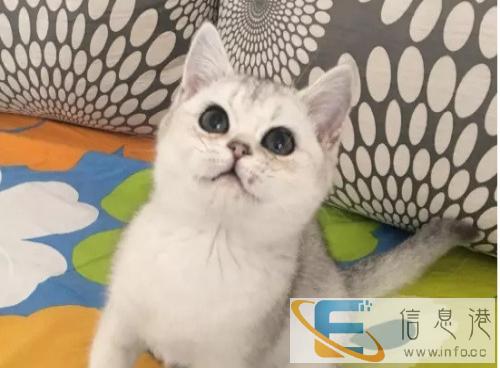 名猫出售英国短毛,美国短毛,英短加白,美短加白