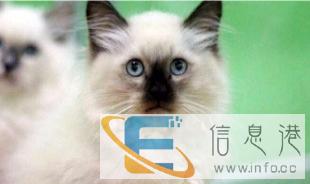 家庭繁育纯种加菲,蓝猫,价格美丽