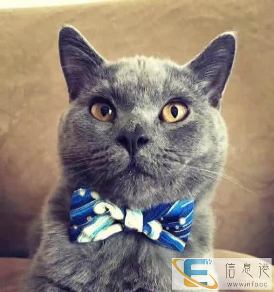 品质保障 诚信服务 专营蓝猫 布偶 金吉拉 英美短等