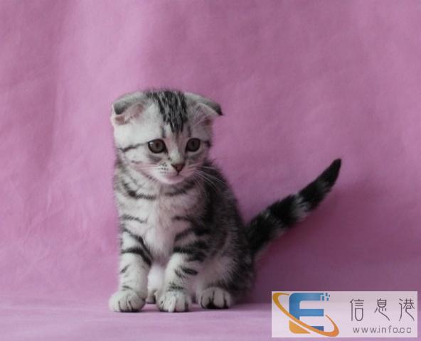 品相好的宠物猫苏格兰折耳猫宝宝,耳朵小头版大性格粘人