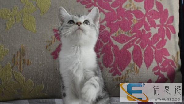 出售美短虎斑猫,小猫咪非常的活泼,很温顺