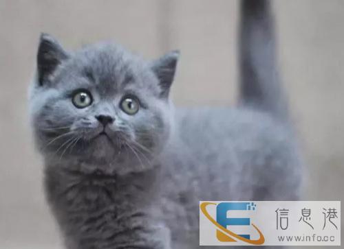 家养纯种英国短毛猫及英国银渐层猫 品相好性格好