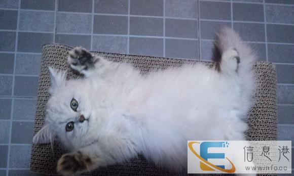 专业繁殖血统纯正 渐层 英美短 蓝猫 加菲等