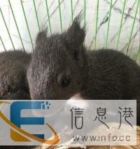 异宠部落的小宠