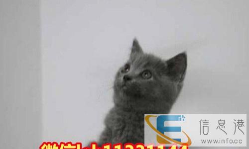 可送货包子脸折耳蓝白猫幼崽多只可选疫苗齐全保健康