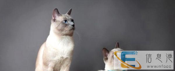 出售挖煤工暹罗幼崽纯种健康售后有保障