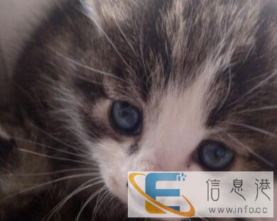 小奶猫免费赠送