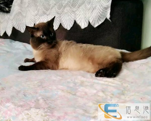 卖暹罗猫一只