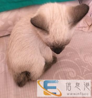 出售自养暹罗猫