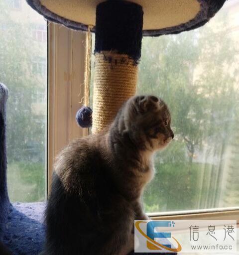 自己养猫生的小宝宝找真心爱猫的家长