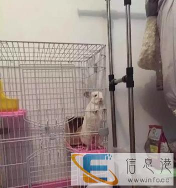 母龙猫,喜欢的私聊