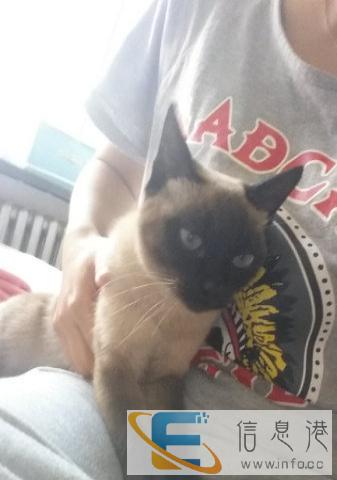 纯种暹罗猫转让
