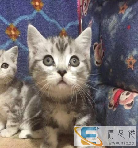 家有懒猫自家养殖精品布偶猫 3个月 疫苗驱虫齐全