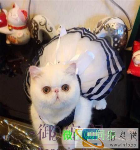 转让家养异国短毛猫加菲猫DDMM超萌