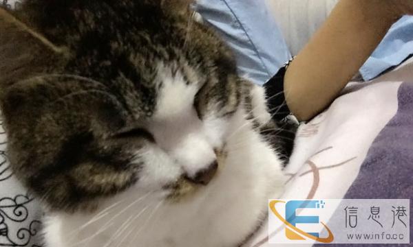 免费赠送可爱猫猫