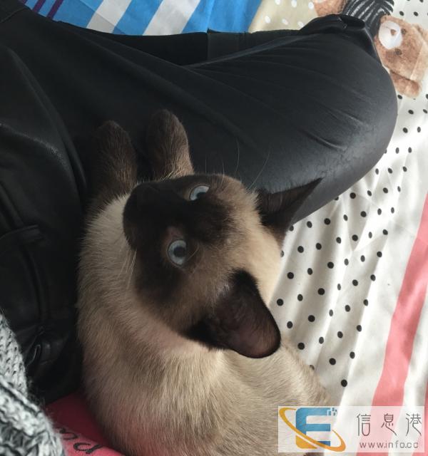 出售纯种咖啡壶一只