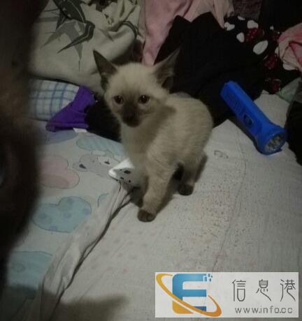 暹罗幼崽一对出售