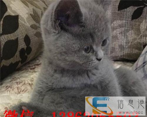 各种可爱 精品 萌翻你的猫猫快来看看吧 精心培养