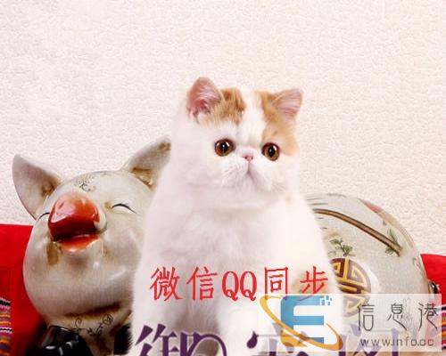 高品质加菲宝宝找家长 健康漂亮繁育用