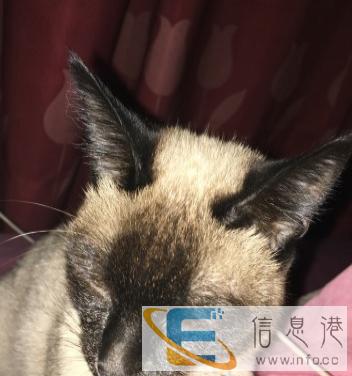 出售暹罗母猫一只