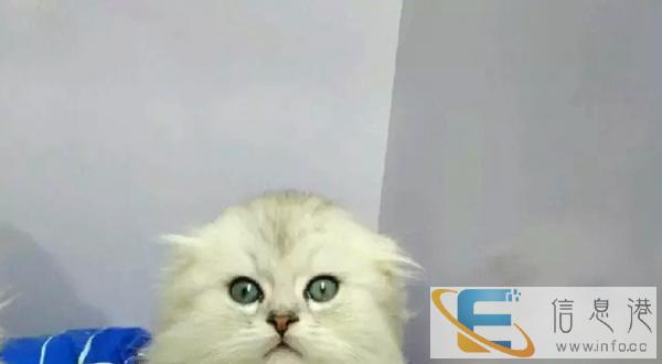 猫舍专业繁殖出售苏格兰折耳猫 疫苗已做包健康