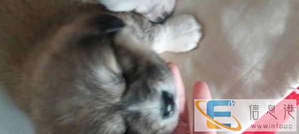 呆萌,本地哈巴狗