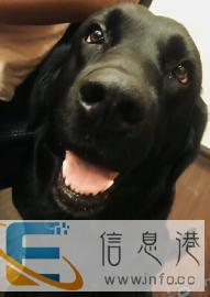 个人赛级双血统拉布拉多配狗，借配种公
