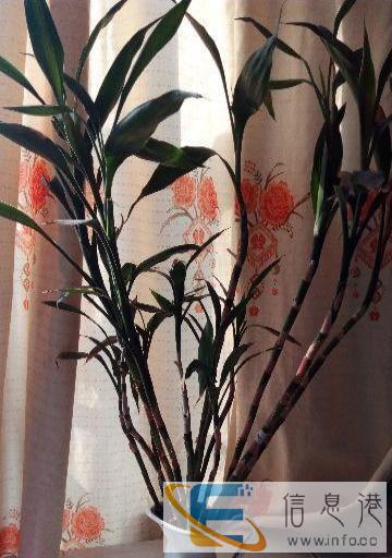 花瓶和富贵竹