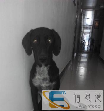 纯种灵缇找对象