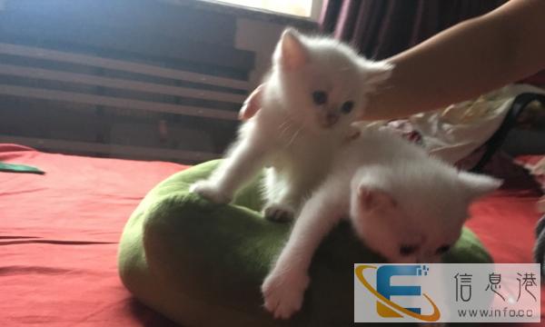 双血统金点接受预定