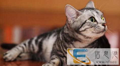 H美国短毛猫 美短虎斑 美短折耳 虎斑猫