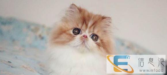 我们只繁育能给您带来快乐的小天使 蓝猫 布偶 金吉拉