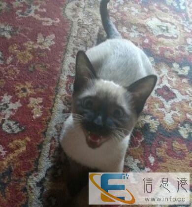 出售纯种暹罗猫