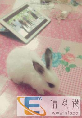 宠物兔,因为家里人不让养了求好心人能收留它,兔兔很健康