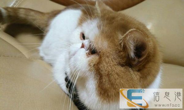 自己公加菲到了反群季节,借配