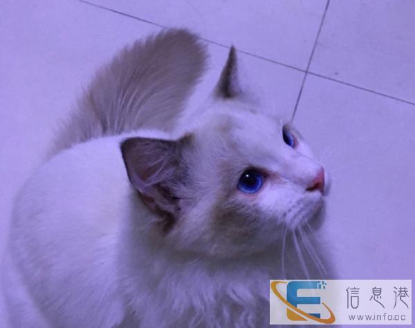 出售纯种布偶猫